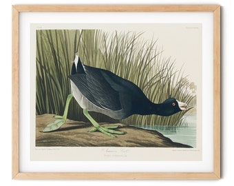 Vintage American Coot Bird Print - American Bird Decor, Audubon Prints, Bird Wall Art, Coastal Bird Decor, Farmhouse Decor, Bird Lover Gift