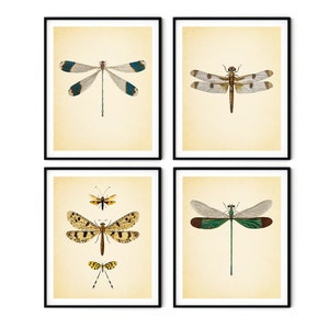 Vintage Dragonfly Print Set of 4 - Dragonfly Wall Art, Gallery Wall Art, Beach House Decor, Natural History Art, Nursery Wall Art