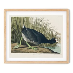 Vintage Blässhuhn Druck - Amerikanischer Vogel Dekor, Audubon Drucke, Vogel Wandkunst, Küstenvogel Dekor, Bauernhaus Dekor, Geschenk für Vogelliebhaber