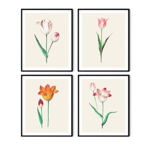 Tulip Prints Set of 4 No.2 - Farmhouse Wall Art, Botanical Prints, Redoute Botanical Prints, Tulip Wall Art, Kitchen Art, Botanical Decor