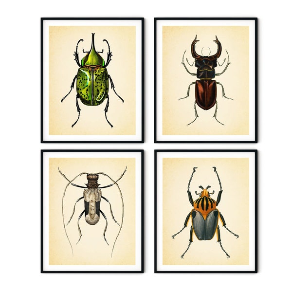 Vintage Käfer Print 4er Set - Insekten Drucke, Käfer Drucke, Käfer Wandkunst, Insekten Kunstdrucke, Bauernhaus Dekor, Naturgeschichte Kunst