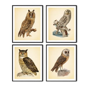 Vintage Owl Print Set of 4 - Owl Wall Art, Rustic Owl Decor, Vintage Bird Print, Farmhouse Decor, Natural History Art, Bird Illustration