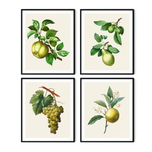 Juego de 4 láminas de frutas antiguas: arte mural de frutas, arte mural de cocina, láminas de frutas de Redoute, láminas botánicas, láminas de cocina