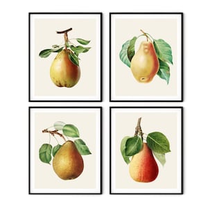 Juego de 4 impresiones de peras francesas: impresiones de frutas vintage, decoración de peras, arte de cocina, impresiones de frutas de Redoute, impresiones de arte botánico, impresiones de cocina