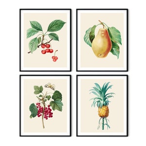 Conjunto de impresiones de frutas antiguas de 4 No.2 - Arte de la pared de frutas, Arte de la pared de la cocina, Impresiones de frutas Redoute, Impresiones botánicas, Impresiones de cocina, Arte botánico