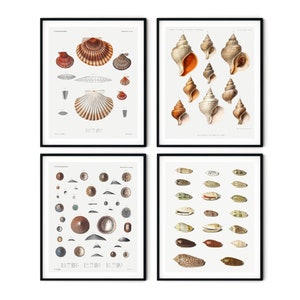 Vintage Seashell Prints Set of 4 - Seashell Wall Art, Nautical Decor, Beach House Decor, Nautical Prints, Beach Cottage Decor, Coastal Print