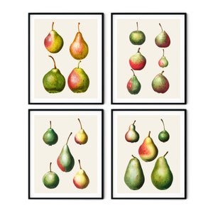 Vintage francés pera impresiones conjunto de 4 - impresiones de frutas vintage, decoración de pera, arte de la cocina, impresiones de frutas redoute, impresiones botánicas, impresiones de cocina