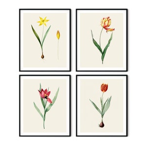 Tulip Prints Set of 4 - Tulip Wall Art, Farmhouse Wall Art, Botanical Decor, Redoute Botanical Prints, Kitchen Art, Botanical Art Prints