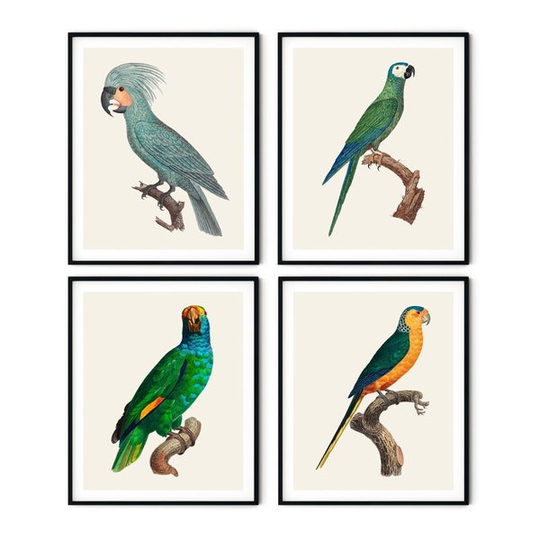 Lot de 4 imprimés perroquets français n° 3 - estampes d'oiseaux tropicaux, art mural oiseau, art mural perroquet, décoration de maison de plage, art de l'histoire naturelle