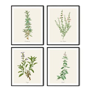 Vintage Küchenkräuter Prints Set von 4 - Bauernhaus Küchen Dekor, Botanische Druck-Set, Kräuter Wandkunst, Küchen Kunstdrucke, Botanische Kunst