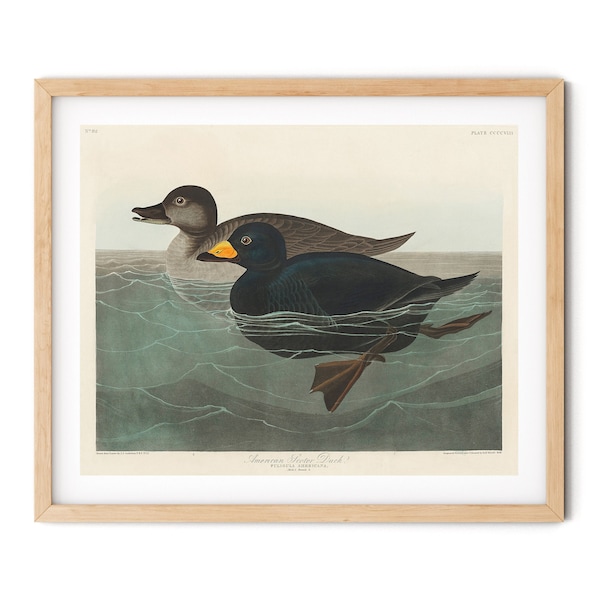 Vintage American Scoter Duck Print - Duck Wall Art, Audubon Prints, Audubon Duck Wall Art, Coastal Bird Decor, Farmhouse Decor