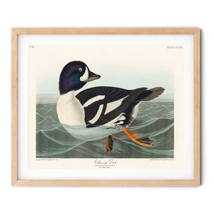 Vintage Golden Eye Duck Print - Duck Wall Art, Sea Bird Print, Audubon Prints, Birds of America, Farmhouse Decor, Ornithology Art