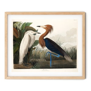 Vintage Purple Heron Print - Heron Wall Art, Sea Bird Print, Audubon Prints, Birds of America, Farmhouse Decor, Ornithology Art