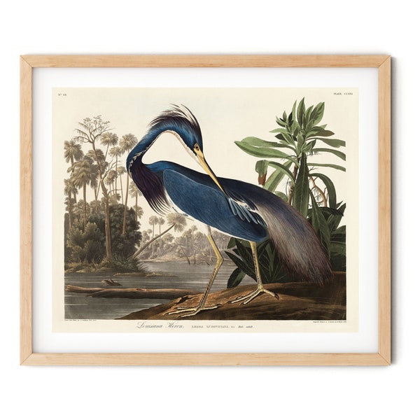 Louisiana Heron Print - Blue Heron Art, Sea Bird Print, Audubon Prints, Coastal Bird Decor, Farmhouse Decor, Ornithology Art