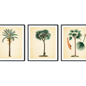 Vintage Palm Tree Prints Set of 3 - Vintage Botanical Print, Tropical Decor, Beach Cottage Decor, Tropical Art, Coastal Art, Botanical Art