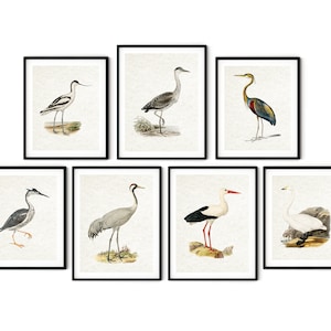 Vintage Seevogel Druck Set von 7 - Antike Vogeldrucke, Vogeldrucke, Vogeldrucke, Reiherdrucke, Reiherwandkunst, Vogelwandkunst, Strandhausdekor