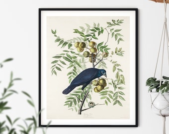 Audubon Crow Print - Raven Wall Art, Vintage Bird Prints, Bird Decor, Bird Wall Art, Bird Lover Gift, Bird Illustration