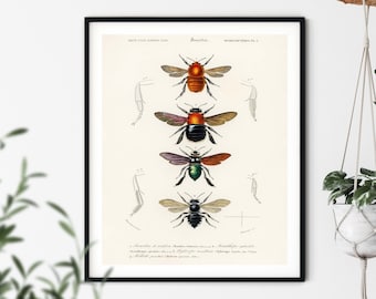 Bumblebee Print - Bumblebee Wall Art, Bee Prints, Vintage Entomology Print, Insect Art, Vintage Insect Print, Bee Wall Art, Farmhouse Art