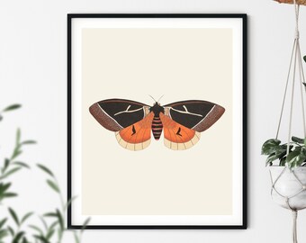 Vintage Orange Butterfly Print: Natural History Illustration