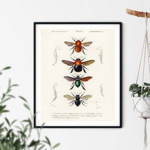 Bumblebee Print - Bumblebee Wall Art, Bee Prints, Vintage Entomology Print, Insect Art, Vintage Insect Print, Bee Wall Art, Farmhouse Art