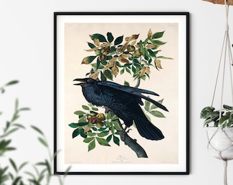 Audubon Raven Print - Raven Wall Art, Vintage Bird Prints, Bird Decor, Bird Wall Art, Bird Lover Gift, Bird Illustration