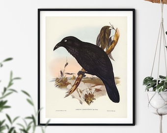 Vintage Crow Print - Crow Wall Art, Vintage Bird Prints, Bird Decor, Bird Wall Art, Bird Lover Gift, Farmhouse Decor, Bird Illustration