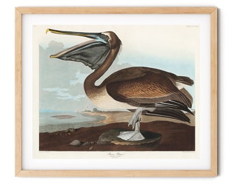 Vintage Brown Pelican Art Print: Coastal Bird Wall Decor
