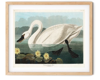 American Swan Print - Swan Wall Art, Sea Bird Print, Audubon Prints, Coastal Bird Decor, Farmhouse Decor, Ornithology Art