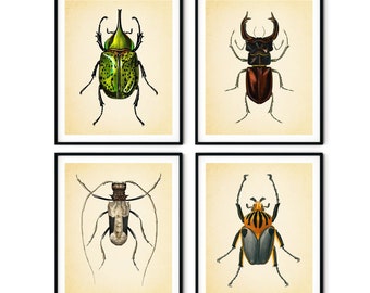 Lot de 4 impressions vintage coléoptères - insectes, insectes, art mural scarabées, impressions d'art insectes, décoration de ferme, art de l'histoire naturelle
