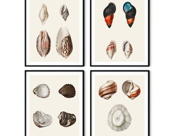 Muscheln Prints Set: Maritime Küsten Wandkunst