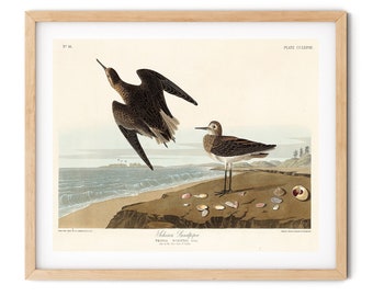 Vintage Schinz Sandpiper Print: Restored Ornithology Wall Art