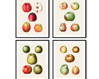 Vintage Apfeldrucke 4er Set - Vintage Obstdrucke, Apfeldekor, Küchenkunst, Redoute Obstdrucke, Botanische Kunstdrucke, Küchendrucke