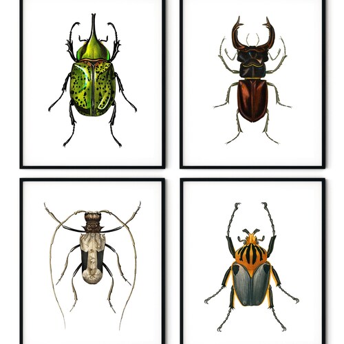 Vintage Beetle Insect Print - Etsy