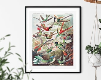 Vintage Hummingbird Art Print: Ernst Haeckel Illustration