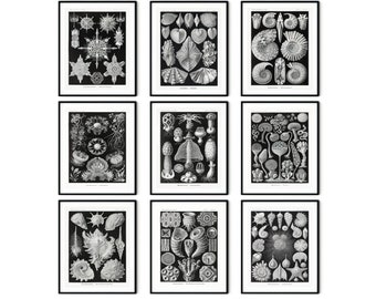 Ernst Haeckel Nautical Prints: Sea Life, Shells, Mushrooms - Set of 9