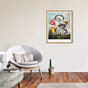 May include: A framed botanical illustration of a bouquet of tulips with black and white striped petals. The tulips are in shades of red, yellow, and purple. The illustration is titled "Tulipa" and is from the book "The Flower Garden."
