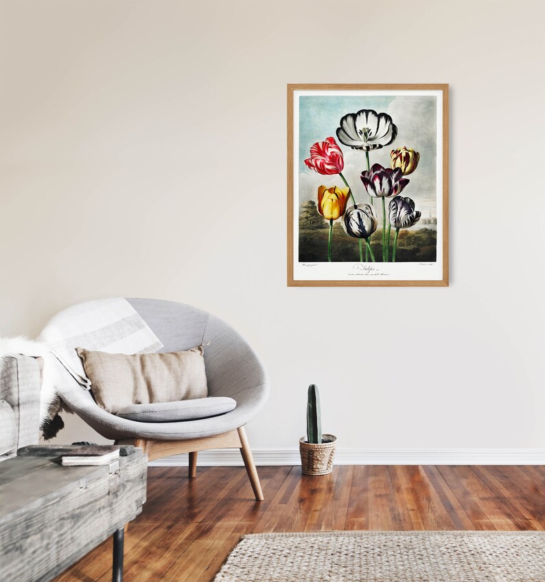 May include: A framed botanical illustration of a bouquet of tulips with black and white striped petals. The tulips are in shades of red, yellow, and purple. The illustration is titled "Tulipa" and is from the book "The Flower Garden."