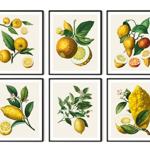French Citrus Prints Set of 6 - Lemon Prints, Kitchen Wall Art, Lemon Wall Art, Farmhouse Decor, Botanical Prints, Kitchen Prints