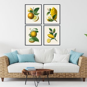 May include: Four framed botanical illustrations of lemons and limes with green leaves and white flowers on a white wall. The frames are black and the illustrations are on a cream background.
