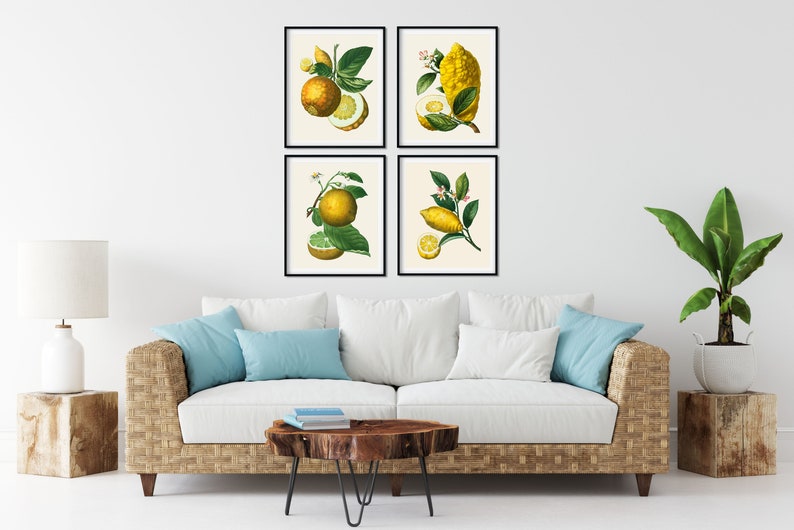 May include: Four framed botanical illustrations of lemons and limes with green leaves and white flowers on a white wall. The frames are black and the illustrations are on a cream background.