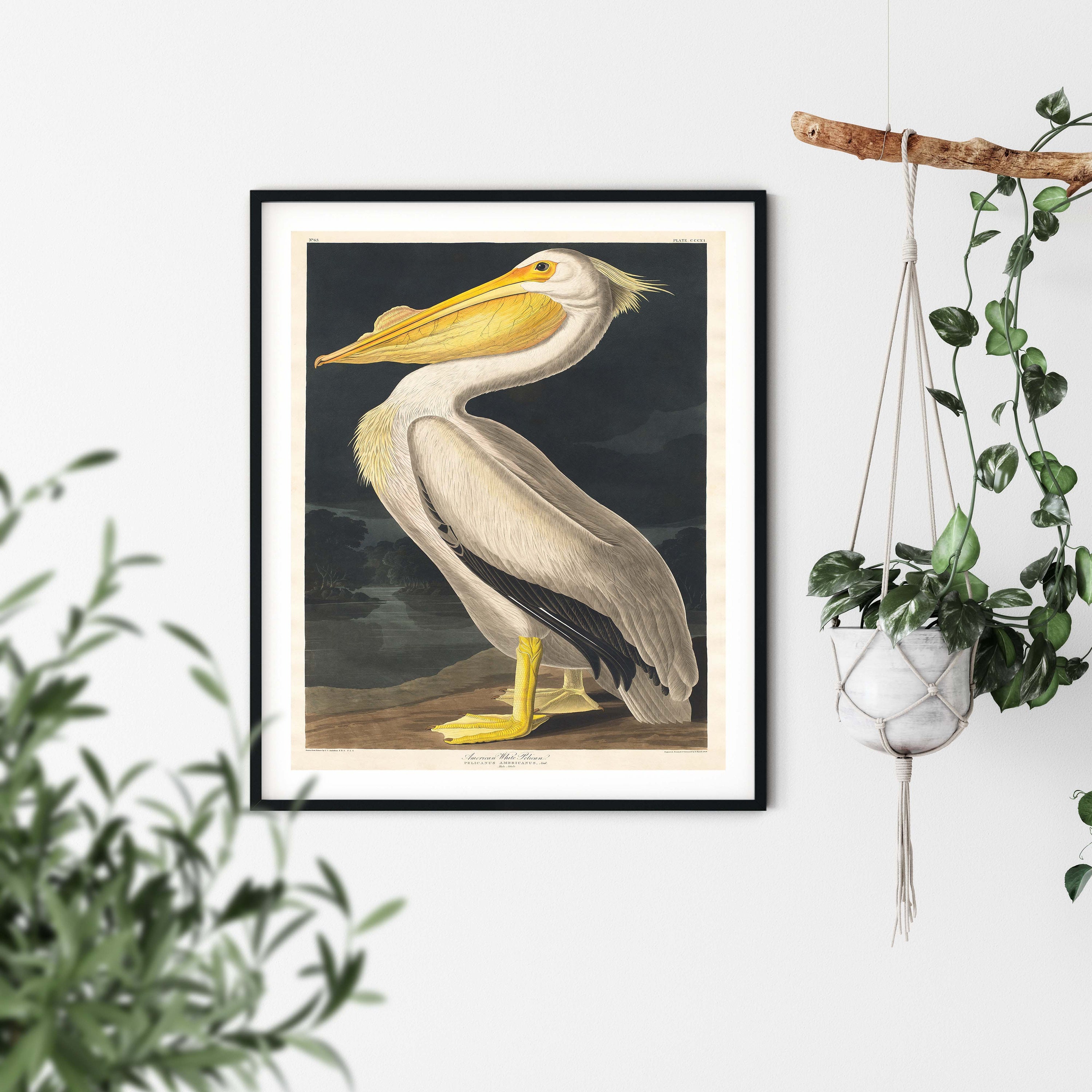 Vintage Audubon Pelican Print: Coastal Bird Wall Art - Etsy