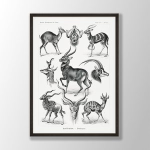 Vintage Antelope Print - Ernst Haeckel Prints, Animal Print, Antelope Wall Art, Animal Wall Art, Vintage Farmhouse Decor, Farmhouse Wall Art