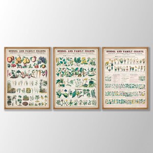 Conjunto de 3 pôsteres botânicos vintage - arte botânica de parede, gráfico de vegetais vintage, arte de parede de cozinha, gráficos de educação escolar e familiar