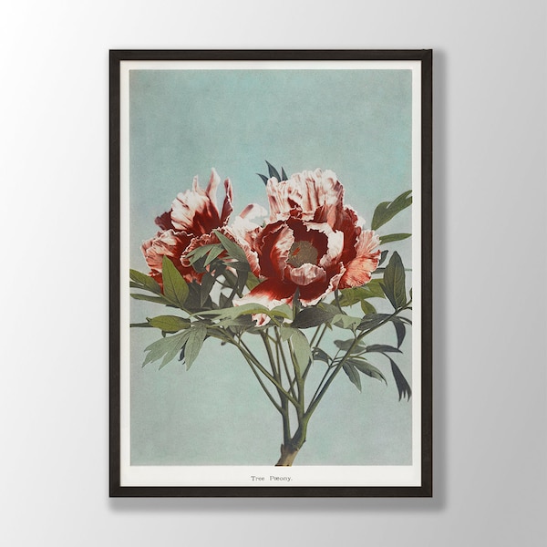 Vintage Peony Print | Japanese Flower Wall Art, Peony Wall Art, Peony Flower, Botanical Print,Kitchen Wall Art,Farmhouse Decor,Bedroom Decor