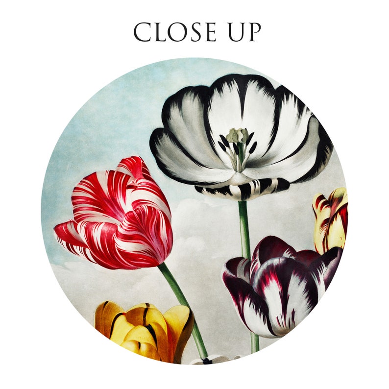 May include: Close-up of five tulips with different coloured petals. The tulips are white with black stripes, red with white stripes, yellow, and purple with white stripes. The background is a light blue.