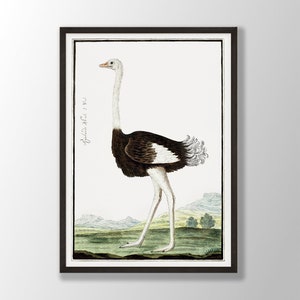 Vintage Flamingo Print - Bird Wall Art, Flamingo Wall Art, Farmhouse Decor, Seabird Print, Tropical Wall Art, Bird Lover Gift