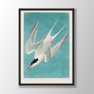 Vintage Audubon Vogel Druck - Rosenseeschwalbe Druck, Vogel Wandkunst, Küstenvogel, Audubon Vogel Dekor, Vögel von Amerika, Vogel Liebhaber Geschenk