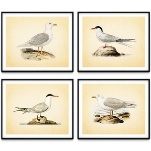 Vintage Sea Bird Print Set of 4 - Sea Bird Wall Art, Beach House Decor ...