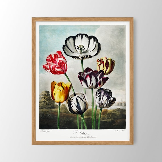 Vintage Tulip Print: Botanical Farmhouse Wall Art