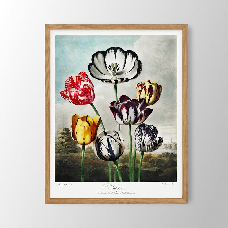May include: A vintage botanical illustration of a bouquet of tulips with red, white, yellow, and black striped petals. The tulips are arranged in a vase and are set against a light blue background. The image is titled "Tulips" and is dated 1827.